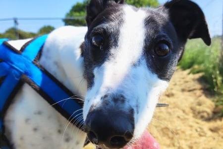 Magpie has lived and walked with other dogs and greyhounds, so might be a great friend for another calm canine. She spends a lot of her time chilling in the garden, watching the birds or having a afternoon snooze. Could Magpie be the perfect companion for you?
