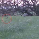 This sighting in St Helen's in Merseyside is almost certainly a black fox. Photo Jason Young/Black Foxes UK