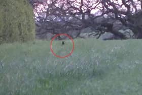 This sighting in St Helen's in Merseyside is almost certainly a black fox. Photo Jason Young/Black Foxes UK