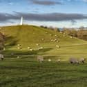 A flock of sheep are due to return to Campbell Park to graze on land and help with its preservation. Pic: David A Bailey