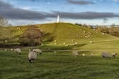 A flock of sheep are due to return to Campbell Park to graze on land and help with its preservation. Pic: David A Bailey