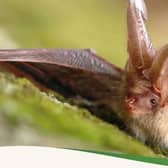 The Park’s Trust is hosting an Adult Bat Walk on Monday, July 20 at Walton Lake.  Photo: The Park's Trust