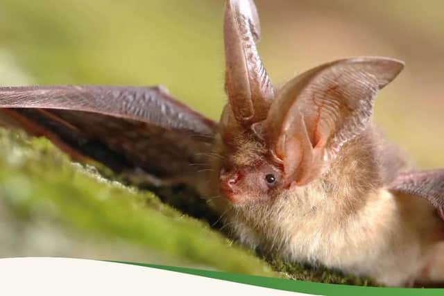 The Park’s Trust is hosting an Adult Bat Walk on Monday, July 20 at Walton Lake. Photo: The Park's Trust