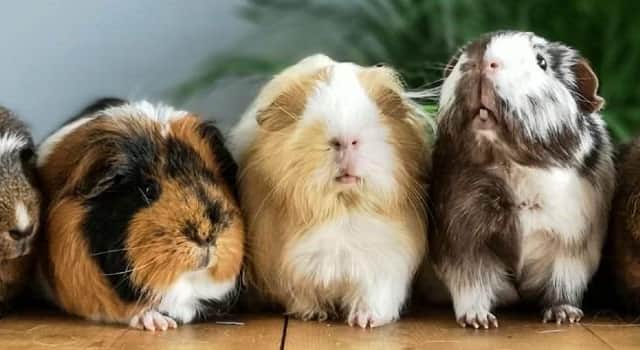 Some of the abandoned guinea pigs in the RSPCA's care