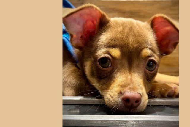 A Milton Keynes puppy with a badly fractured leg has finally undergone surgery thanks to the kindness of the public - but further treatment is still needed. Photo: gofundme