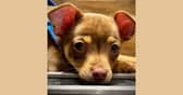 A Milton Keynes puppy with a badly fractured leg has finally undergone surgery thanks to the kindness of the public - but further treatment is still needed. Photo: gofundme