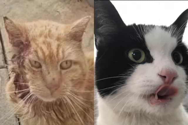 Cheetah (left) and Silver both had terrible injuries when they came into the care of the RSPCA in MK