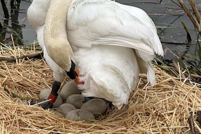 The swan has settled in her new raised nest and is turning her eggs frequently