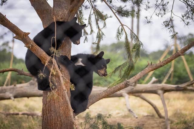 Go on safari without getting on a plane, and meet these cute bear cubs