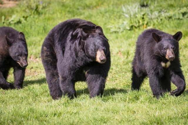 Phoenix the North American black bear and two of her 16-month old cubs