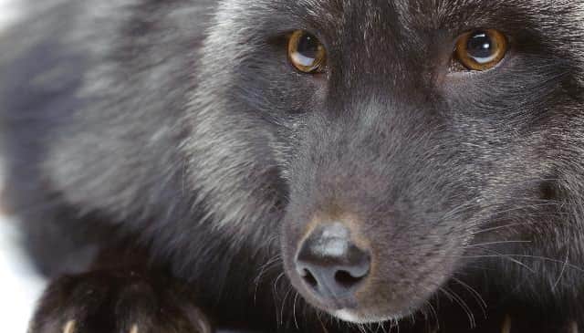 The black fox could be mistaken for a 'Beast' of a big cat when it's sighted in Milton Keynes and elsewhere