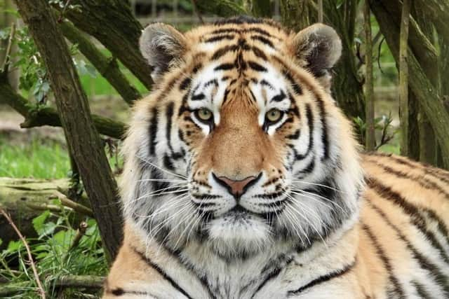 Dmitri. Image: Woburn Safari Park