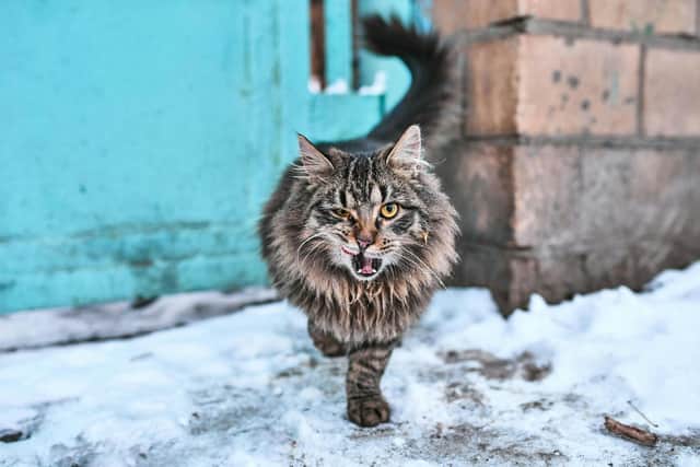 Does your grumpy cat have star quality? Animal News Agency