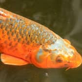 People caught dumping pet fish in MK waterways could face prosecution