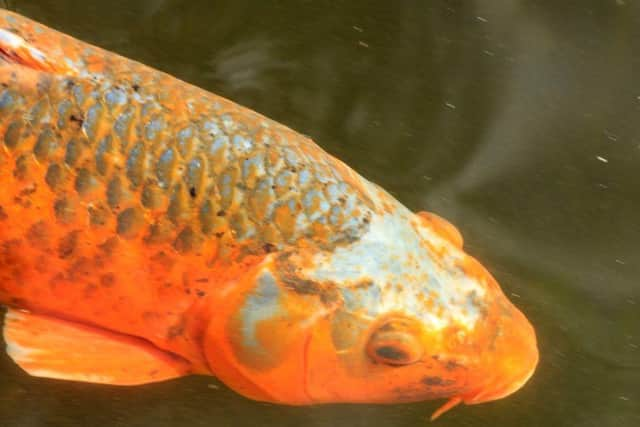 People caught dumping pet fish in MK waterways could face prosecution