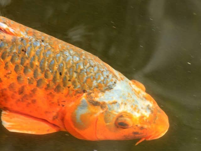 People caught dumping pet fish in MK waterways could face prosecution