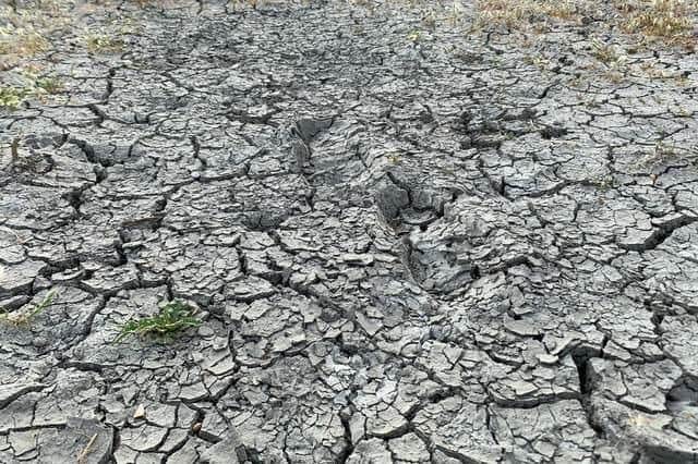 Drought conditions in Milton Keynes' region