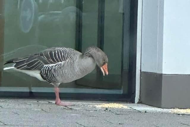 Bruce the Goose was a familiar sight on the streets of Central Milton Keynes