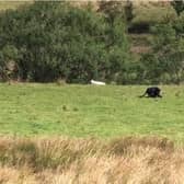 Teens had just passed Jacob’s Ladder in the Peak District when they spotted what they thought was a wild cat