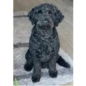 Four-year-old cockapoo, Levi (Picture: Sharna Halai)