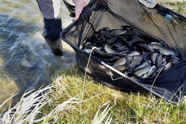 Several hundred tench have been added to the waters in MK