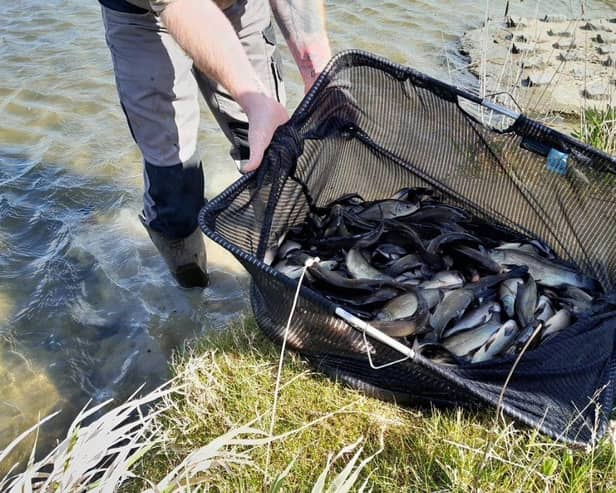 Several hundred tench have been added to the waters in MK