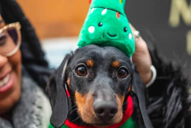 Dachshund in the cutest Christmas tree hat