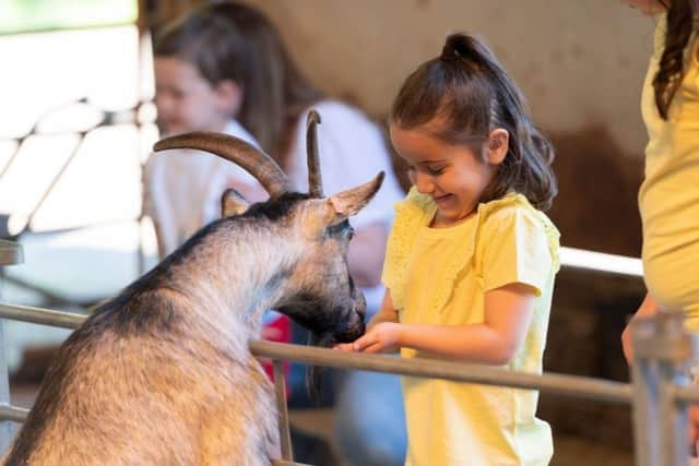 Goat feeding at Thrift Farm