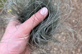 This is how much fishing line was tangled around the poor swans at Furzton Lake in Milton Keynes