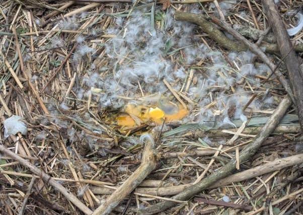 One of the destroyed eggs