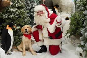Dogs can see Father Christmas at Dobbies Santa Paws events in Milton Keynes