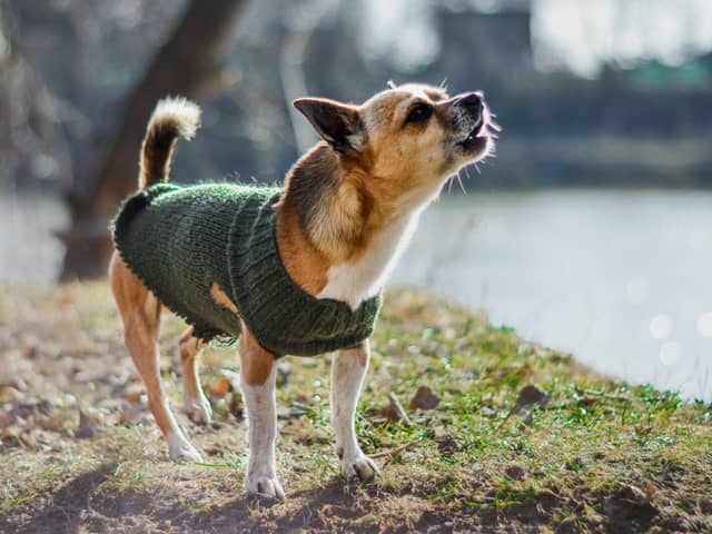 The bacteria in your dog's stomach could be contributing to their temperament - Animal News Agency