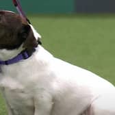 Dogs of all shapes and sizes are welcome to compete for the Scruffts title