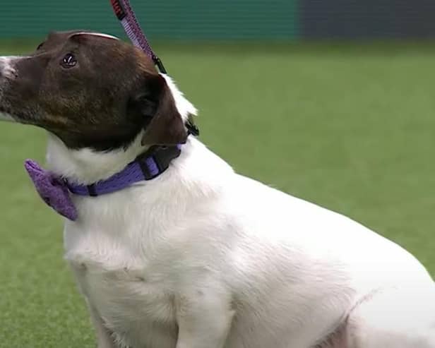 Dogs of all shapes and sizes are welcome to compete for the Scruffts title
