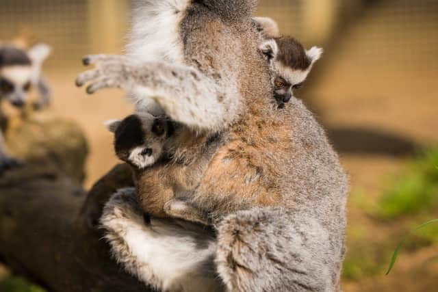 Close up of Ring Tailed Lemur Twins