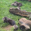 Otter Pups with Mum and Dad