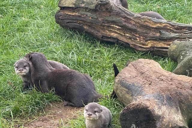 Otter Pups with Mum and Dad