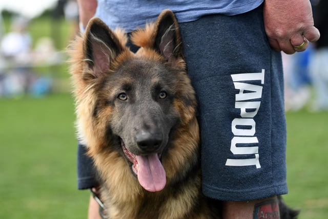 Dogs large and small were in the spotlight during the weekend's popular Big Doggie Do event at Willen Lanke