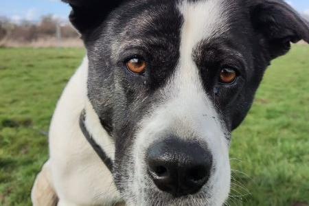 Bella enjoys having a ball thrown for her, playing tug of war and playing with her squeaky toys. She loves to sit on people's laps and having a cuddle on the sofa. She is also happy to curl up and go to sleep in her own bed when left for a few hours.