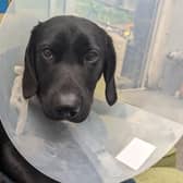 The young labrador is lucky to be a live after getting attacked by an XL Bully-type dog in Milton Keynes
