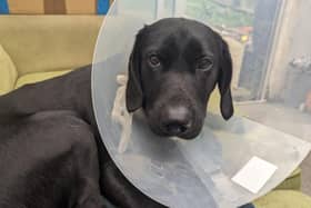 The young labrador is lucky to be a live after getting attacked by an XL Bully-type dog in Milton Keynes