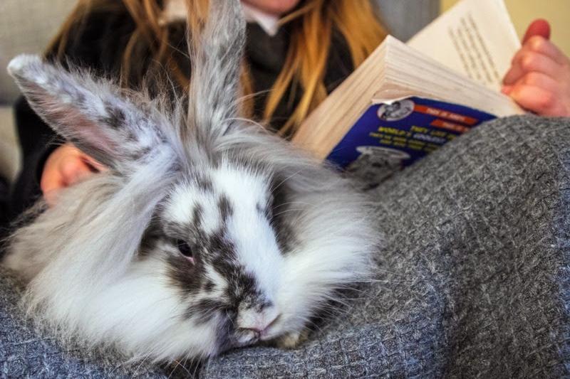 RSPCA urges pet owners to prepare for Storm Austen