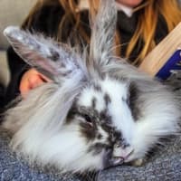 Pet owners urged to keep animals safe and cosy during Storm Austen