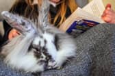 The RSPCA is urging animal owners to follow advice to keep pets, livestock and wildlife safe as the Met Office warns Storm Austen will bring strong winds across the UK today (October 23) with Storm Boelo bringing severe weather at the weekend.