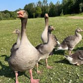 A warning has been issued to drivers after another Greylag goose has been killed on the road next to Ashland Lakes in Milton Keynes