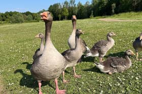 A warning has been issued to drivers after another Greylag goose has been killed on the road next to Ashland Lakes in Milton Keynes