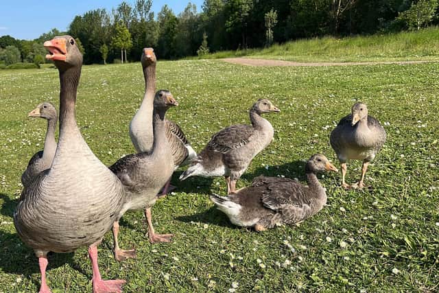 A warning has been issued to drivers after another Greylag goose has been killed on the road next to Ashland Lakes in Milton Keynes