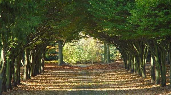 There is a unique cathedral in Milton Keynes, not made of bricks and mortar but of bark and leaves. The Tree Cathedral at Newlands is based on the outline of Norwich Cathedral and was designed in 1986 by landscape architect Neil Higson. Different species of trees were chosen to represent the different sections of the Cathedral. Hornbeam and tall-growing lime for the nave, evergreens to represent the central tower and spires and flowering cherry and apple as a focus in the chapels. In springtime colourful bulbs represent the sun shining through stained glass windows onto the ground. The Cathedral has a mix of evergreen and deciduous trees, meaning it's visually stunning throughout the year. You can have your marriage blessed there or arrange for a loved one's ashes to be interned there.