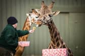 The giraffes enjoy some Valentine's treats. Image: Woburn Safari Park.