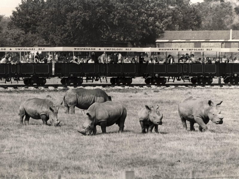The Whipsnade railway passes some Southern White Rhinos
